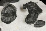 Cluster of Kayserops & Gerastos Trilobites - Mrakib, Morocco #165438-11